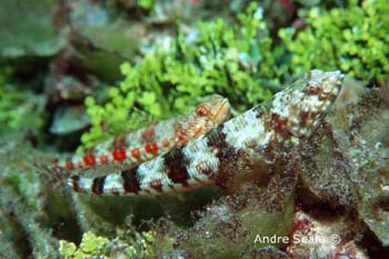 UW228-2 (lizardfish)Andre Seale